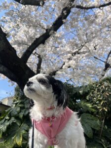 チップ　桜
